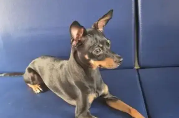 Собаки потеряшки, Сириус, фото: Потеряшка собака на Площади медалей, Сириус