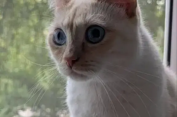 Пропала кошка, ул. Мира 5, Екатеринбург