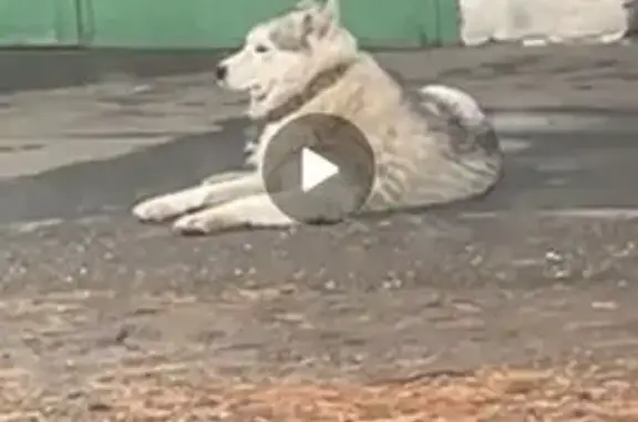 Найдена собака, Оренбург, фото: Собака найдена: Регенераторная 16, Оренбург