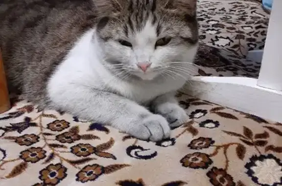 Кошки потеряшки, Пермский край, фото: Потеряшка кошка в Мошни, Пермский край