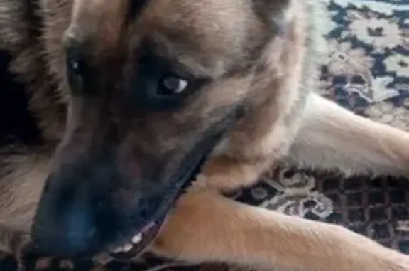 Найдена собака, Набережные Челны, фото: Овчарка найдена на трассе у Елабуги