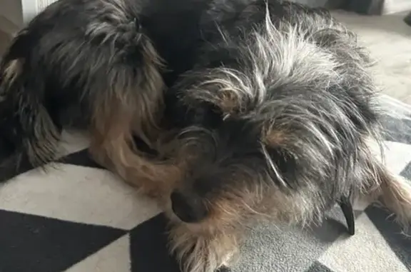 Найдена собака, ул. Ширшова, Челябинск