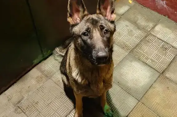 Собаки потеряшки, Домодедово, фото: Потеряшка собака: Домодедово, 54, Рабочая улица, Дружба 2, Домодедово