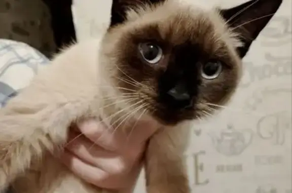 Объявления о пропавших и найденных животных, Тобольск, фото: Пропала сиамская кошка, Тобольск, 5