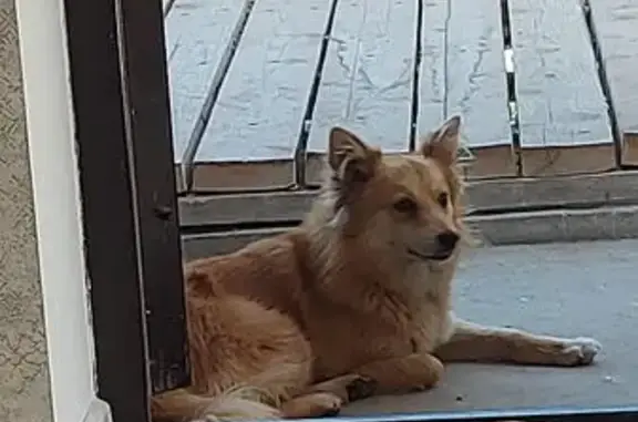 Собаки потеряшки, Туапсе, фото: Потеряшка собака, Зенитный пер., 7, Туапсе