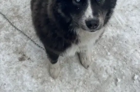 Потерянные животные Златоуст, фото: Пропала собака, ул. Геппа 3, Златоуст