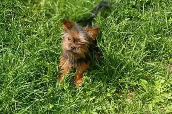 Собаки потеряшки, , фото: Потеряшка собака: Спортивный пр., 57, Петрушино