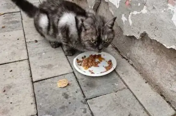 Кошка найдена: ул. Культуры, 2, НН