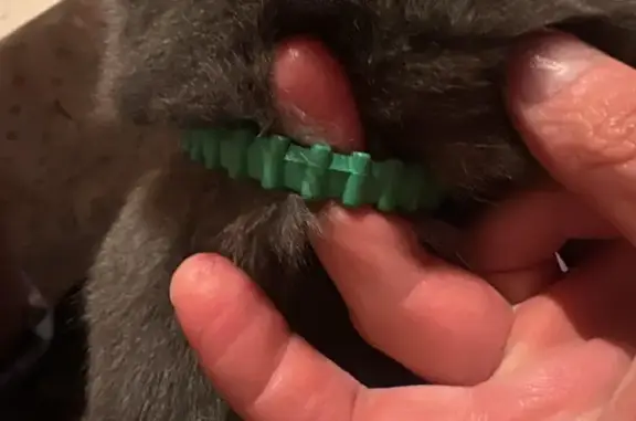 Кот найден: ул. Красовского, 13, Монино