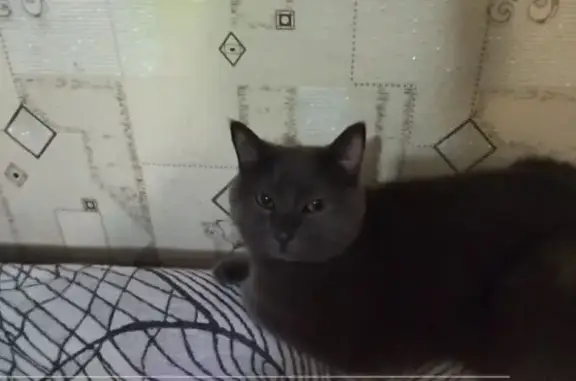 Кошки потеряшки, Самара, фото: Потеряшка кошка, Олимпийская 47А, Самара