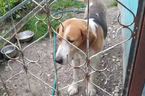 Пропала собака, Красная ул. 71, Владимир