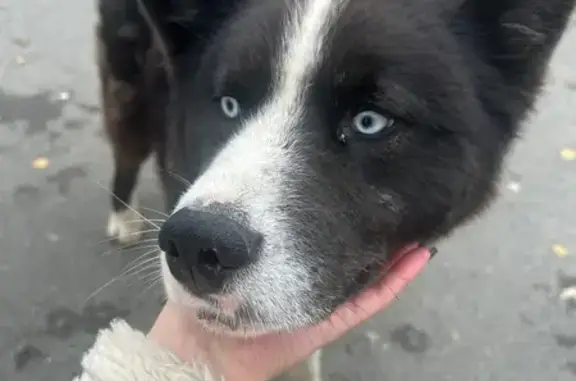 Найдена собака, Магнитогорск, фото: Найдена собака: пр. Ленина, 26, Магнитогорск