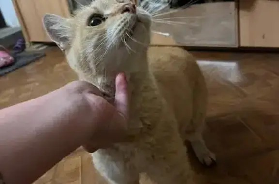 Найдена кошка, Евпатория, фото: Кошка найдена на ул. 2-й Гвардейской Армии