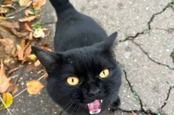 Казань: найдена кошка на ул. Вахитова