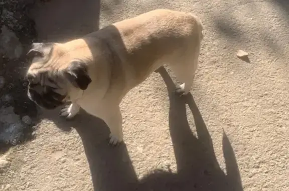 Найдена собака, Барнаул, фото: Собака найдена: ул. А. Петрова, 176, Барнаул