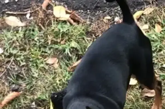 Собака найдена: Новомосковская ул., 7А, Тула