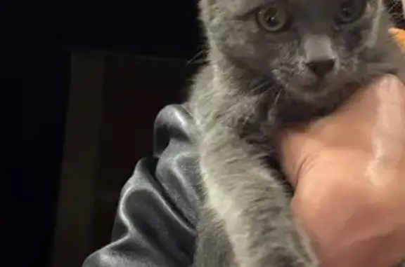 Найдена кошка, Краснодарский край, фото: Кошка найдена: Малиновая ул., Краснодарский край