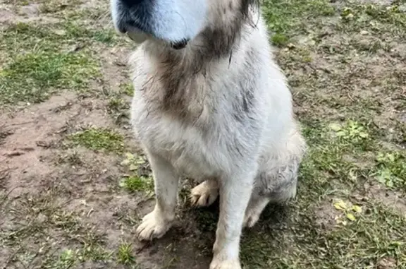 Найдена собака, , фото: Найдена собака, 94К-25, Курегово