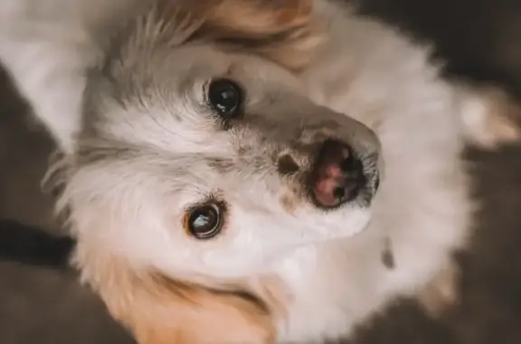 Собаки потеряшки, Ставропольский край, фото: Потеряшка собака, СНТ «Ягодка», Ставрополье