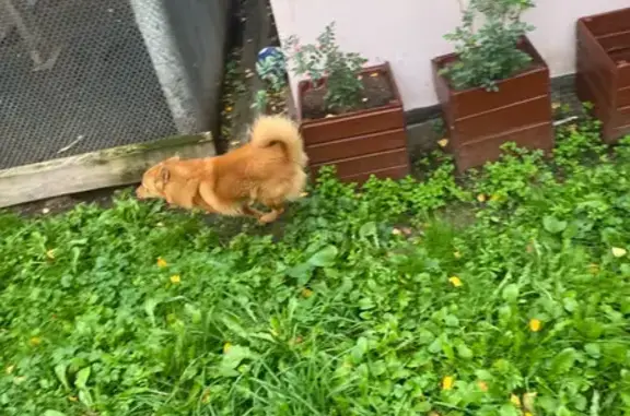 Пропала карело-финская лайка, Пермь