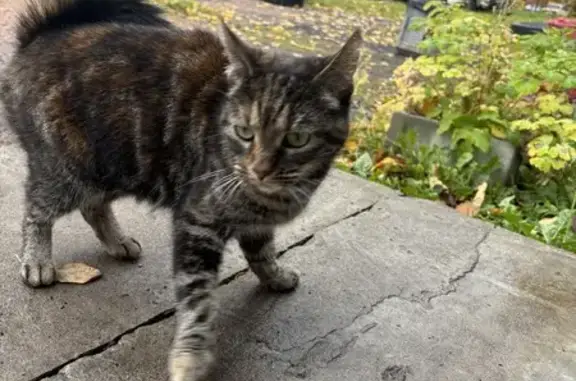 Найдена кошка, Санкт-Петербург, фото: Кошка найдена: Ивановская ул., 36, СПб