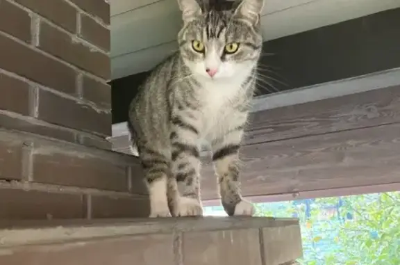 Кошки потеряшки, Кирилловский сельсовет, фото: Потеряшка кошка, Дубравная ул., 108