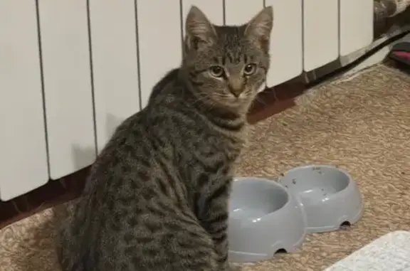 Кошка найдена, Ярославль, Яросл. обл.