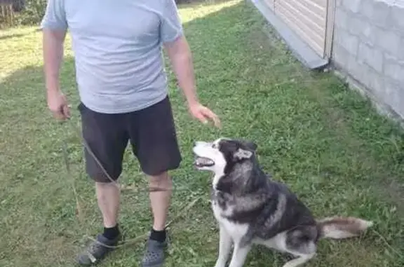 Собаки потеряшки, Савина, фото: Потеряшка хаски, Савина, Свердловская обл.