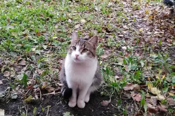 Кошка найдена у ТЦ Весна, Жукова 5/2, Уфа