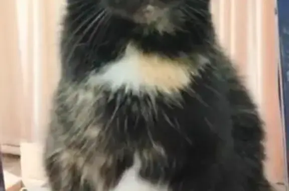 Кошки потеряшки, Краснодарский край, фото: Потеряшка кошка, Старокорсунская, Кп Зеленый берег