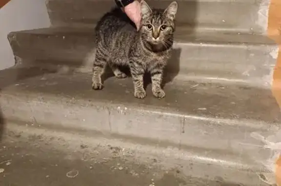 Найдена кошка, Томск, фото: Кошка найдена: Сибирская ул., 96/4 с2, Томск