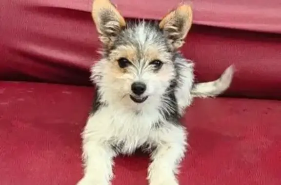 Собаки потеряшки, Ставрополь, фото: Потеряшка собака, Ставрополь, Невского 30