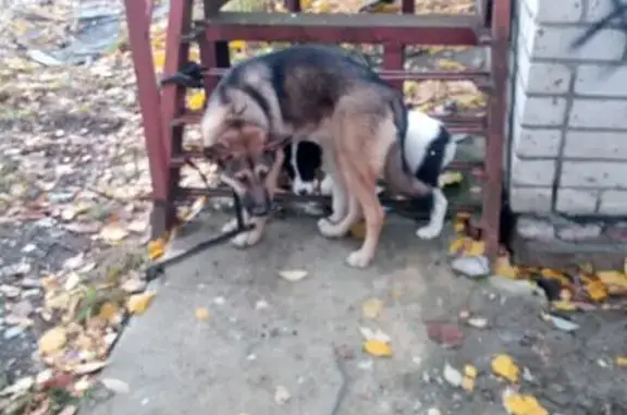 Найдена собака, Вологда, фото: Собаки найдены: Судоремонтный пер., Вологда