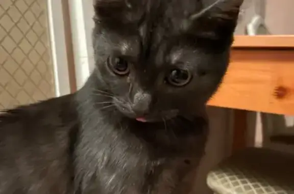 Кошки потеряшки, Томск, фото: Потеряшка кошка, ул. Р. Люксембург, 62, Томск