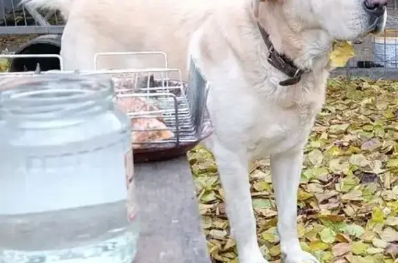 Пропала собака, Железнодорожная 91, Аксай