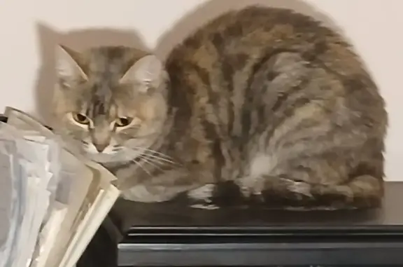 Кошка найдена: ул. Маринченко, 20, Орёл