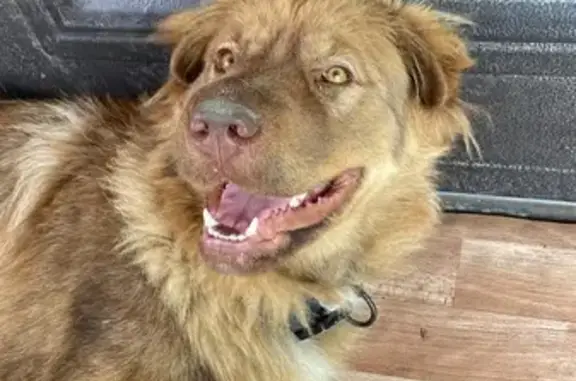 Собаки потеряшки, , фото: Потеряшка собака, ул. Атарбекова 5А, Уч-Дере