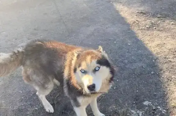 Пропала собака, Колокша, Владимирская обл.
