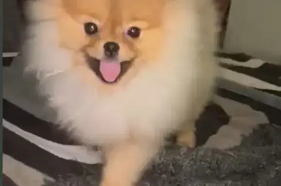 Пропала собака, Митинская ул., Москва