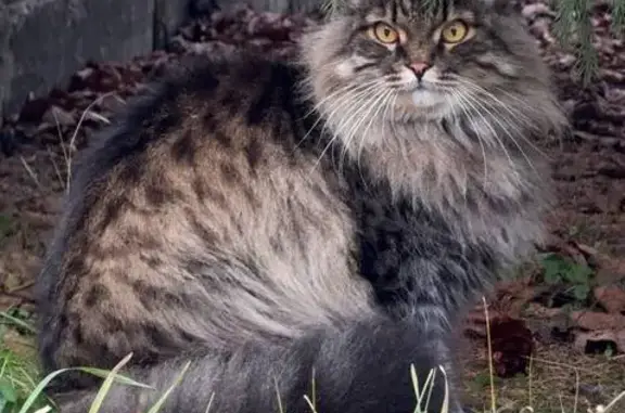 Кошки потеряшки, Манский, фото: Потеряшка кошка, ул. Фокина, Манский