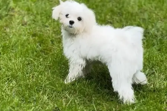 Собаки потеряшки, Новороссийск, фото: Потеряшка белый щенок, Спортивная 46, Новороссийск