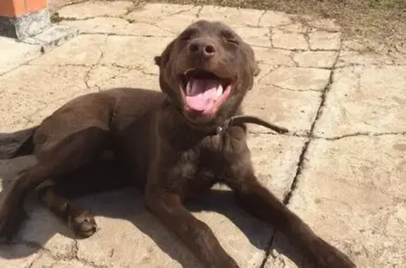 Пропала собака, Приютово, Оренбуржье