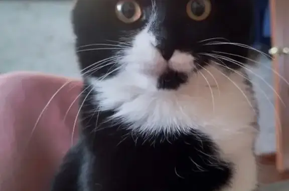 Пропала кошка, 29Н-462, Ястребовка