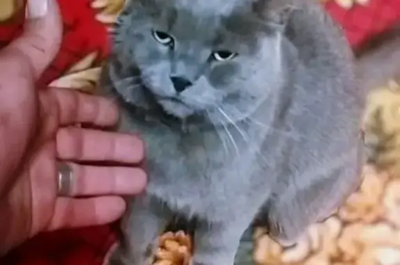 Найдена кошка, Московская область, фото: Кот найден в Жёдочах, Московская область