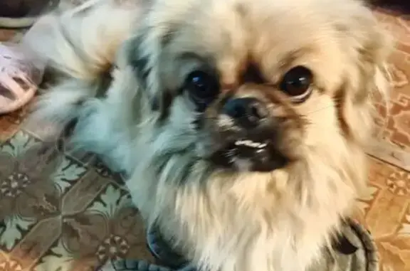 Пекинес найден в Чите, Забайкалье