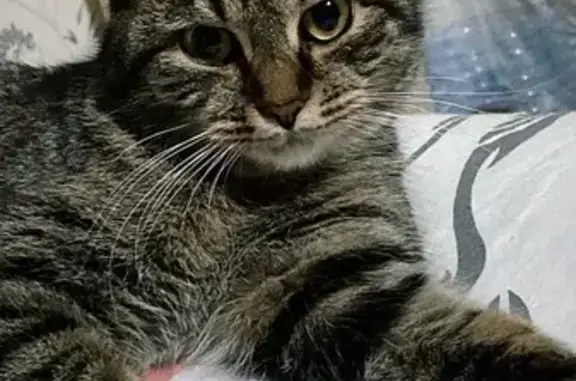 Кошки потеряшки, Астана, фото: Потеряшкаи кошки, ул. Ауэзова, 22, Астана