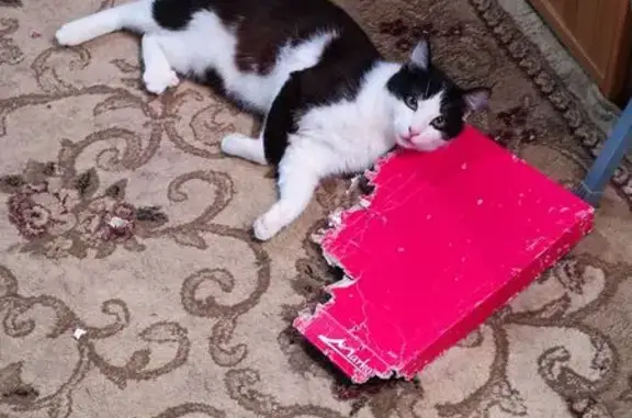 Пропала кошка, Плеханово, Тульская обл.