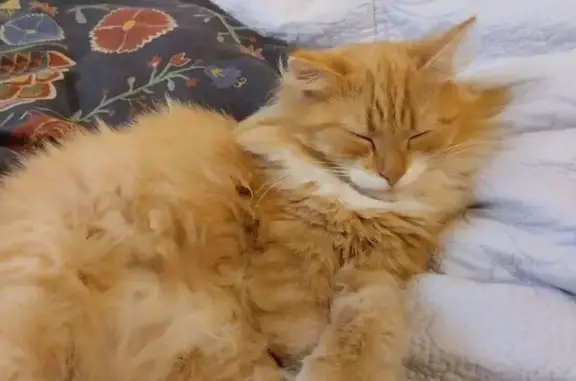 Найдена кошка, Пермь, фото: Кошка найдена: Пушкарская 69, Пермь