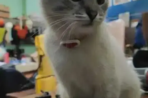 Пропала кошка, Минусинская ул., 3 с2