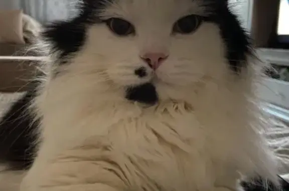 Пропала кошка, Восточная ул., Кингисепп